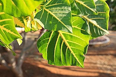 《战神：诸神黄昏》动画总监：游戏将于今年内按时发售